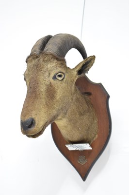 Lot 235 - Taxidermy - Shield mounted Nilgirry wild goat