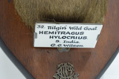 Lot 235 - Taxidermy - Shield mounted Nilgirry wild goat