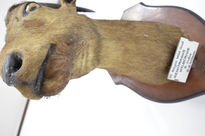 Lot 235 - Taxidermy - Shield mounted Nilgirry wild goat