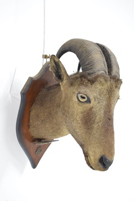 Lot 235 - Taxidermy - Shield mounted Nilgirry wild goat