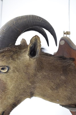Lot 235 - Taxidermy - Shield mounted Nilgirry wild goat