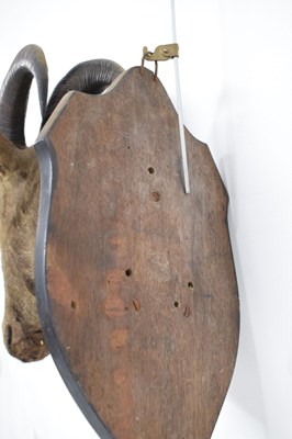 Lot 235 - Taxidermy - Shield mounted Nilgirry wild goat