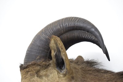 Lot 235 - Taxidermy - Shield mounted Nilgirry wild goat