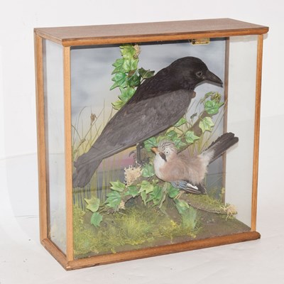 Lot 382 - Taxidermy - Preserved Crow and Jay by Mendip Taxidermy