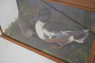 Lot 383 - Taxidermy - Preserved duck and wading bird by Mendip Taxidermy