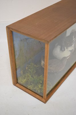 Lot 383 - Taxidermy - Preserved duck and wading bird by Mendip Taxidermy