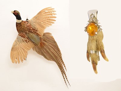 Lot 381 - Taxidermy - Preserved pheasant and grouse foot