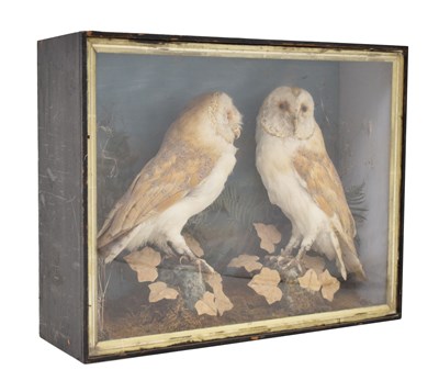 Lot 428 - Taxidermy - Pair of early 20th century preserved barn owls