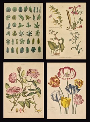 Lot 322 - Green, Thomas - 'The Universal Herbal' - First edition, 2 Vols, 106 hand-coloured engravings