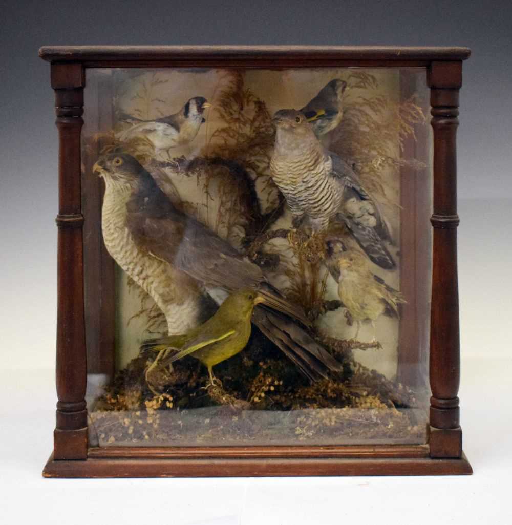 Lot 319 - Taxidermy - Case of birds