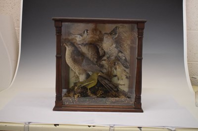 Lot 319 - Taxidermy - Case of birds