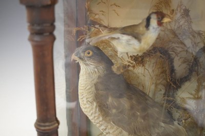 Lot 319 - Taxidermy - Case of birds