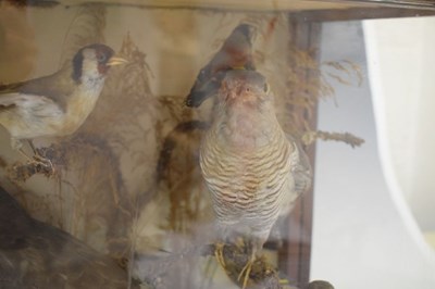 Lot 319 - Taxidermy - Case of birds