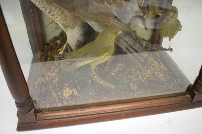 Lot 319 - Taxidermy - Case of birds