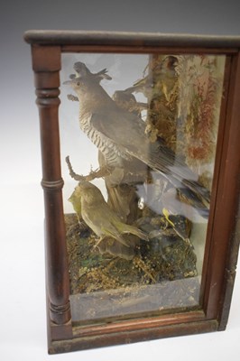 Lot 319 - Taxidermy - Case of birds