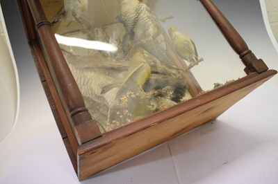 Lot 319 - Taxidermy - Case of birds
