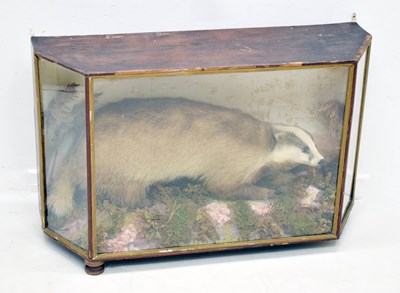 Lot 356 - Taxidermy - Early 20th century preserved badger