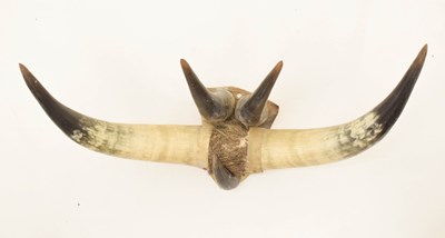 Lot 275 - Pair of 20th century cow horns