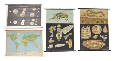 Lot 229 - Group of educational prints and wall charts