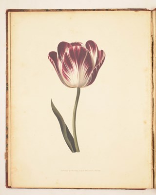 Lot 409 - F. Edward Hulme - 'Familiar Wild Flowers' - Seven volumes, and 'The Art of Flower Painting'