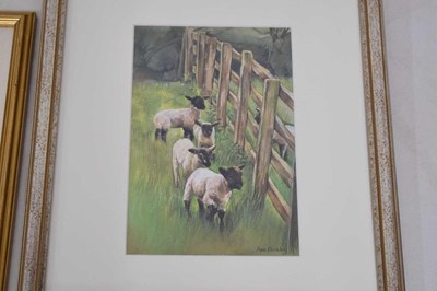 Lot 496 - Ann Blockley (British, Modern) - Two watercolours - Sheep, lambs and a signed print