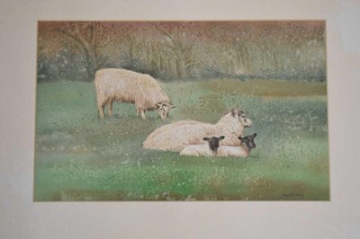 Lot 496 - Ann Blockley (British, Modern) - Two watercolours - Sheep, lambs and a signed print