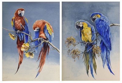 Lot Stuart Maxwell Armfield (British, 1916-2000) - Two watercolour studies of Macaws