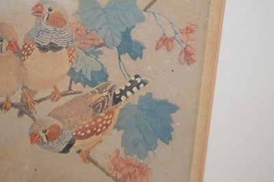 Lot 488 - Winifred Marie Louise Austin (1876-1964) - Artist's proof - Zebra finches on a branch