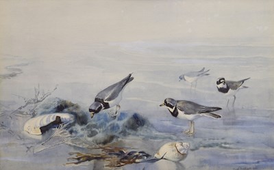 Lot Frank Southgate, RBA (British, 1872-1916) - Watercolour - Plovers