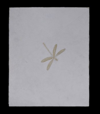 Lot 168 - Fossil of a Dragonfly, probably Isophlebia aspasia