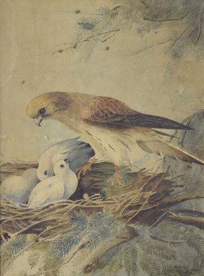 Lot 290 - George Edward Lodge (British, 1860-1954) - Watercolour - Eagle with chicks in a nest