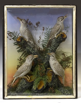 Lot 167 - Lewis Hutton of Bristol - Taxidermy - Cased group of four juvenile European Green Woodpeckers