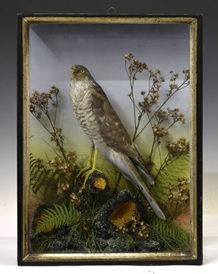Lot 168 - Lewis Hutton of Bristol - Taxidermy - Cased Eurasian Sparrowhawk (Accipiter nisus)