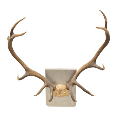 Lot 307 - Pair of stag antlers totalling eleven points, on contemporary metal mount