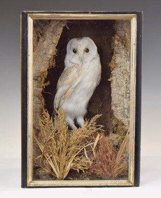 Lot 308 - Taxidermy - Early 20th century preserved barn owl (Tyto alba)