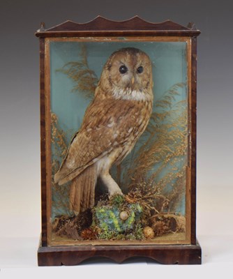 Lot 309 - Taxidermy - Early 20th century preserved owl
