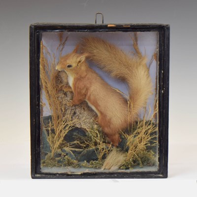 Lot 311 - Taxidermy - Early 20th century preserved red squirrel