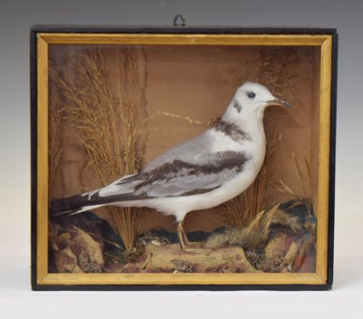 Lot 310 - Taxidermy - Early 20th century preserved gull / seagull