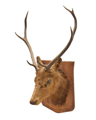 Lot 306 - Taxidermy - Mounted Red Deer (cervus elaphus) stag's head