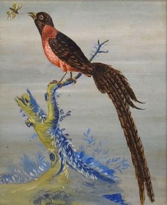 Lot 536 - After Robert Morris - Oil on Board - Lyre Bird or Long Tailed Flycatcher