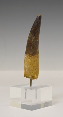 Lot 165 - Fossil - Spinosaurus maroccanus dinosaur tooth, Cretaceous period circa 110 million years BCE