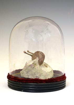 Lot 164 - Trilobite, Asaphus kovalewskii, Mid Ordovician, 465 million years BCE