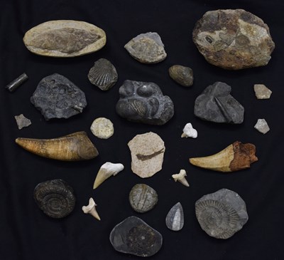 Lot 166 - Collection of assorted fossil specimens