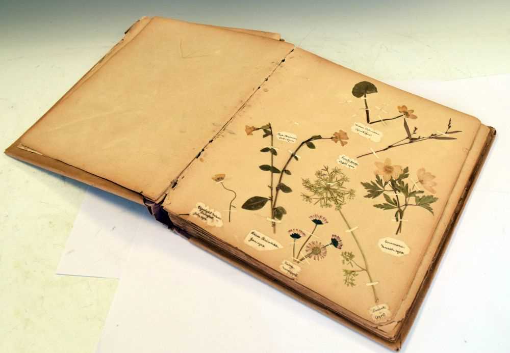 Lot 275 - Scrap book of early 20th Century pressed 'wild flowers'