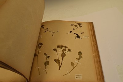 Lot 275 - Scrap book of early 20th Century pressed 'wild flowers'