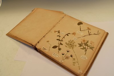 Lot 275 - Scrap book of early 20th Century pressed 'wild flowers'