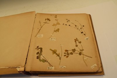 Lot 275 - Scrap book of early 20th Century pressed 'wild flowers'