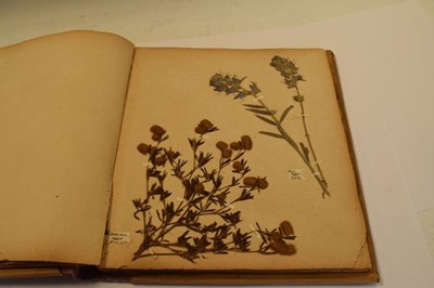 Lot 275 - Scrap book of early 20th Century pressed 'wild flowers'