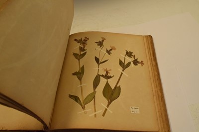 Lot 275 - Scrap book of early 20th Century pressed 'wild flowers'