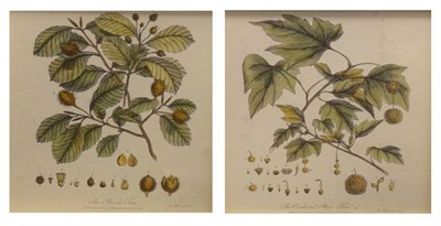 Lot 480 - Pair of botanical prints, framed